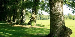landschappelijke tuin Wenum Wiesel waar door het vrijzetten van de uitgegroeide houtwal prachtig zicht kwam op het achterliggend landschap Denkers in Tuinen