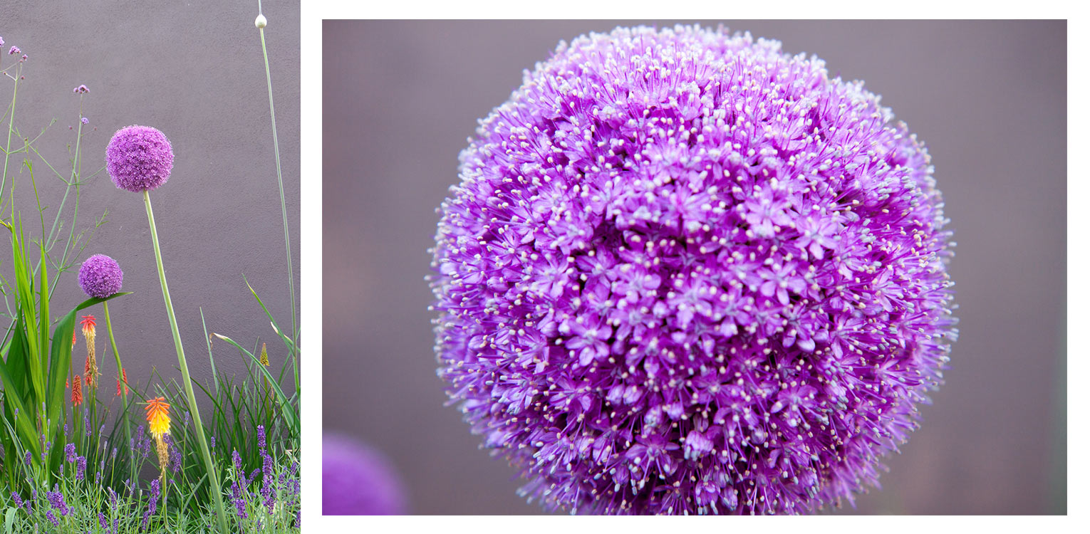 Allium giganteum in stadstuin Vught. Kleurrijke, meer ‘losse’ en ‘natuurlijke’ beplanting zorgt voor een mooi contrast met de strakke bouwkundige lijnen- Denkers in Tuinen