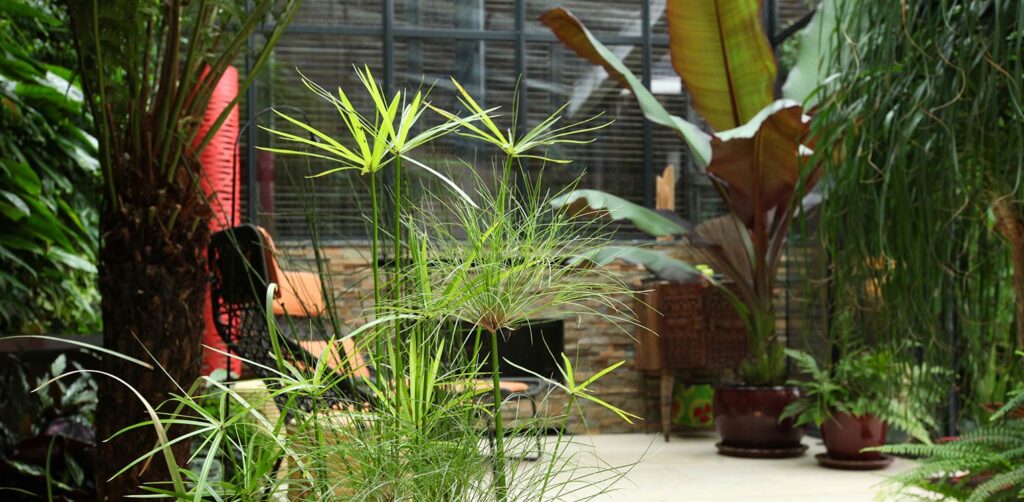 tuinontwerp-patio-stadstuin-Den-Haag-papyrus-tuinarchitectuur-denkers-in-tuinen-1024x502