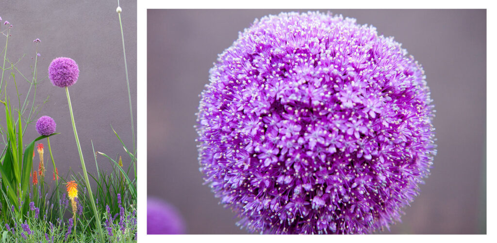 tuinontwerp-stadstuin-Vught-border-Allium-giganteum-tuinarchitectuur-1024x502