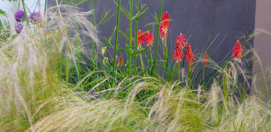 tuinontwerp-stadstuin-Vught-border-kniphofia-tuinarchitectuur-1024x502