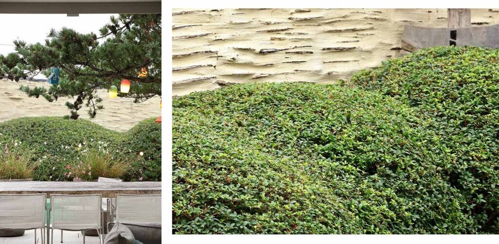 tuinontwerp-stadstuin-stadspatio-scheveningen-Osmanthus-burkwoodii-snoeivorm-tuinarchitectuur-denkers-in-tuinen-1024x502