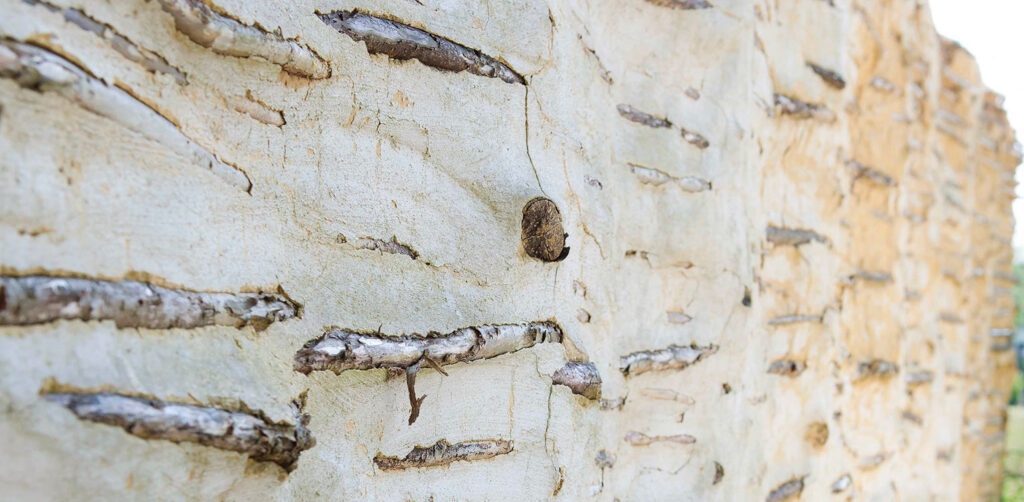 tuinontwerp-stadstuin-stadspatio-scheveningen-schetsontwerp-leemstuc-tuinarchitectuur-1024x502