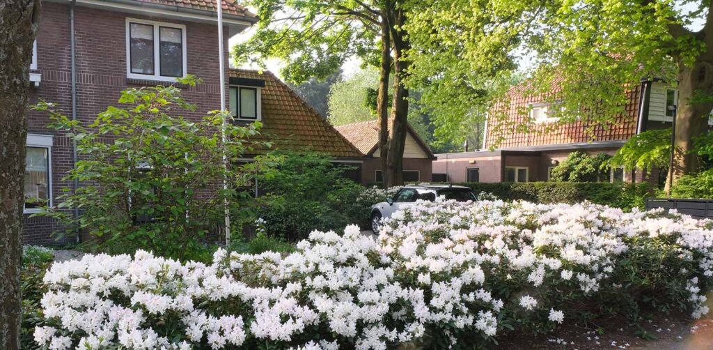 tuinontwerp-stadstuin-zeist-voortuin-rhododendron-cunninghams-white-tuinarchitectuur-denkers-in-tuinen-1024x502