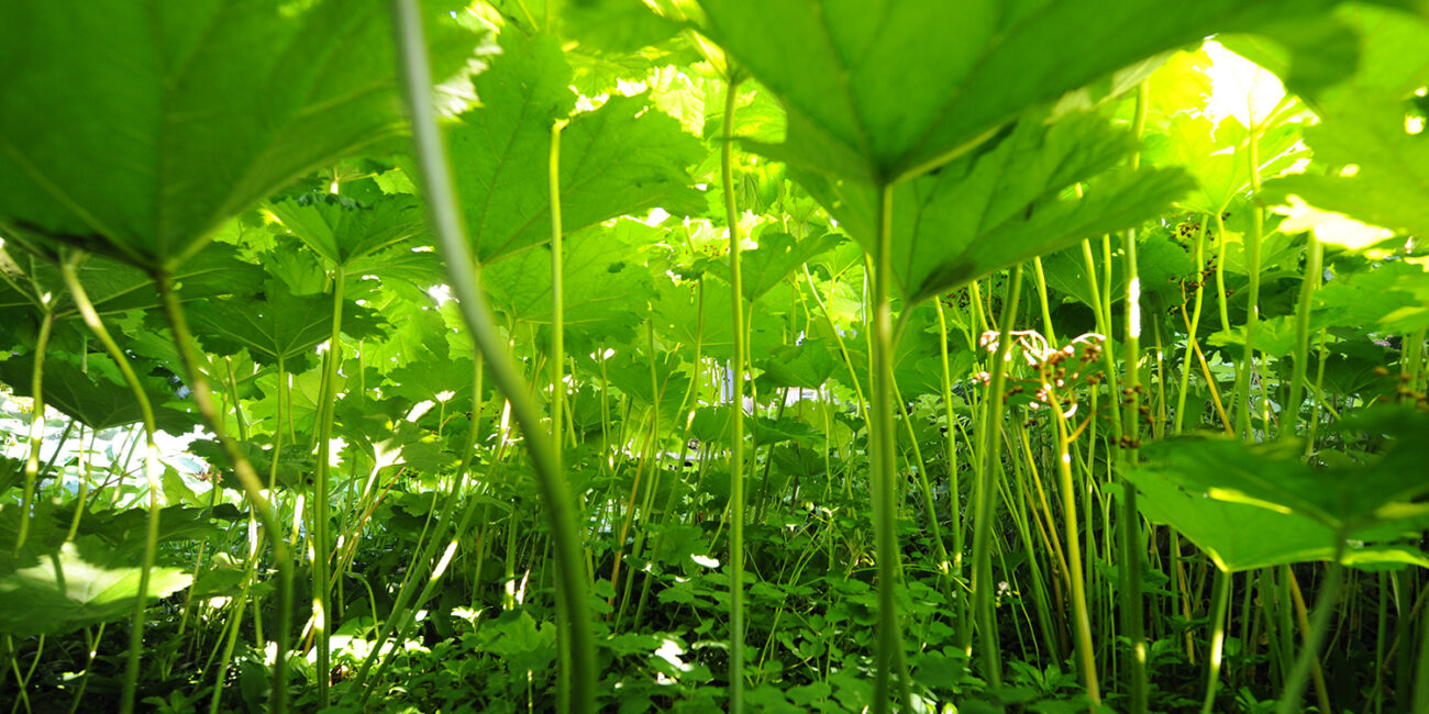 Waterrijke villatuin Warnsveld