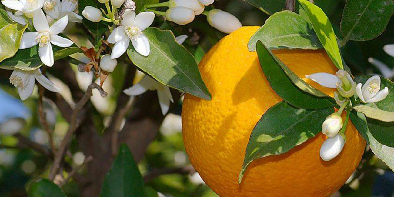 Villatuin vakantiewoning Brignoles