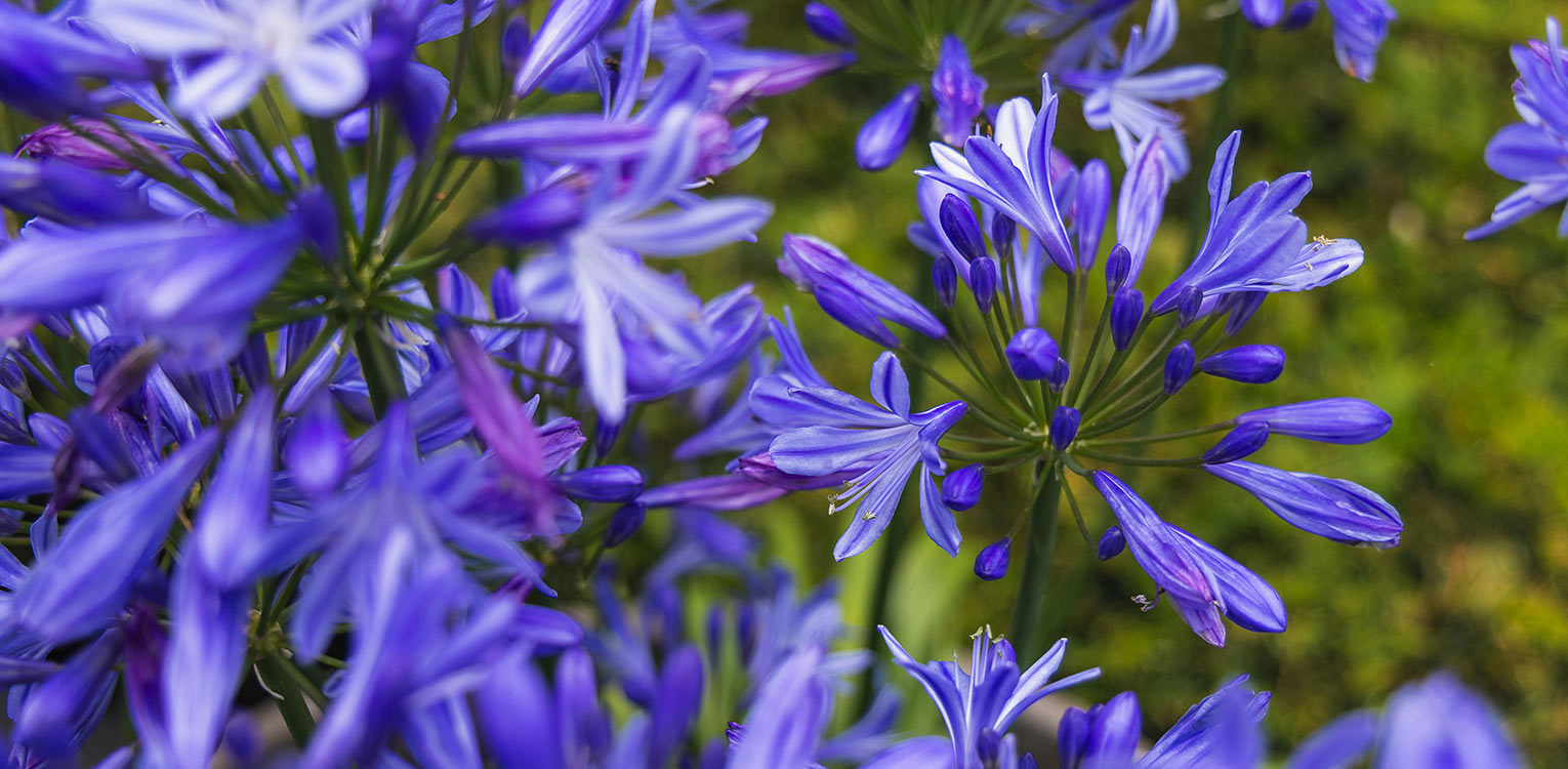 stijvolle-stadstuin-1
