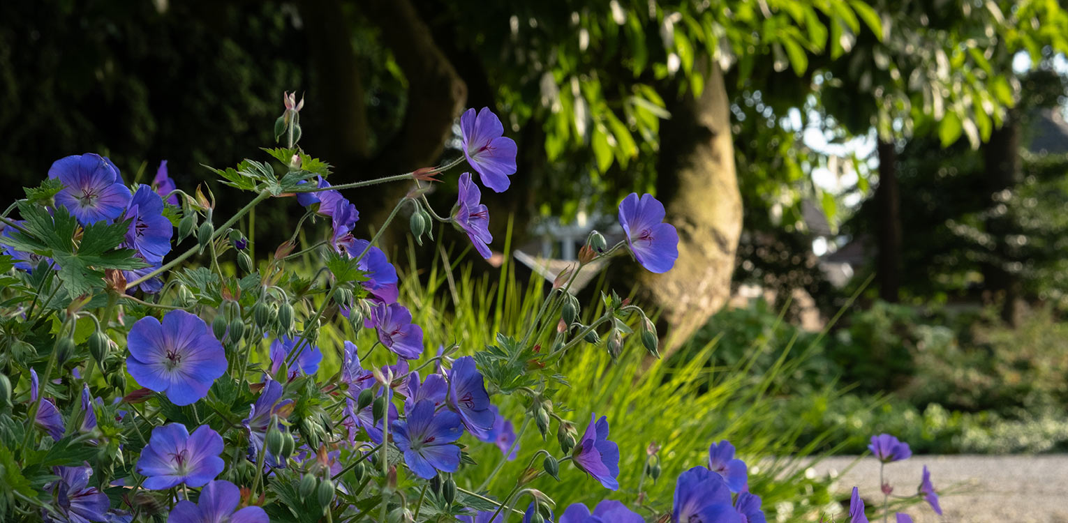 tuinontwerp-kantoorvilla-Apeldoorn-geranium-rozanne-3-denkers-in-tuinen-Apeldoorn-tuinarchitectuur
