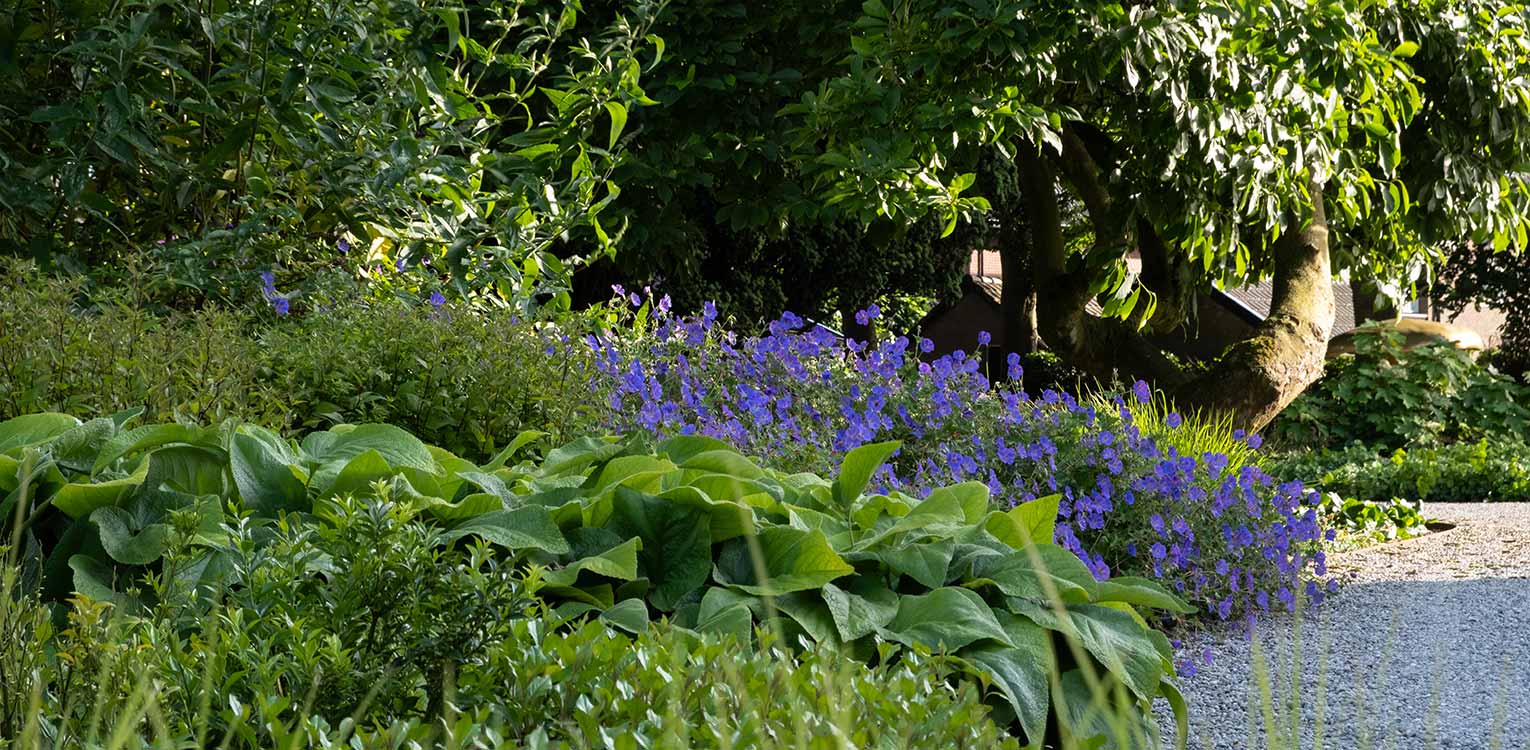 tuinontwerp-kantoorvilla-Apeldoorn-geranium-rozanne-denkers-in-tuinen-Apeldoorn-tuinarchitectuur