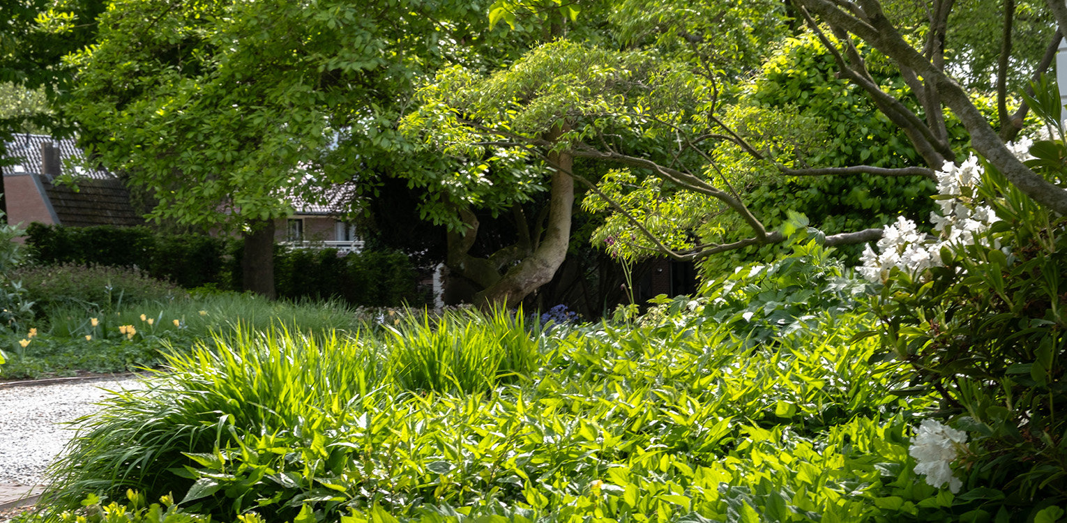 tuinontwerp-kantoorvilla-Apeldoorn-magnolia-3-denkers-in-tuinen-Apeldoorn-tuinarchitectuur