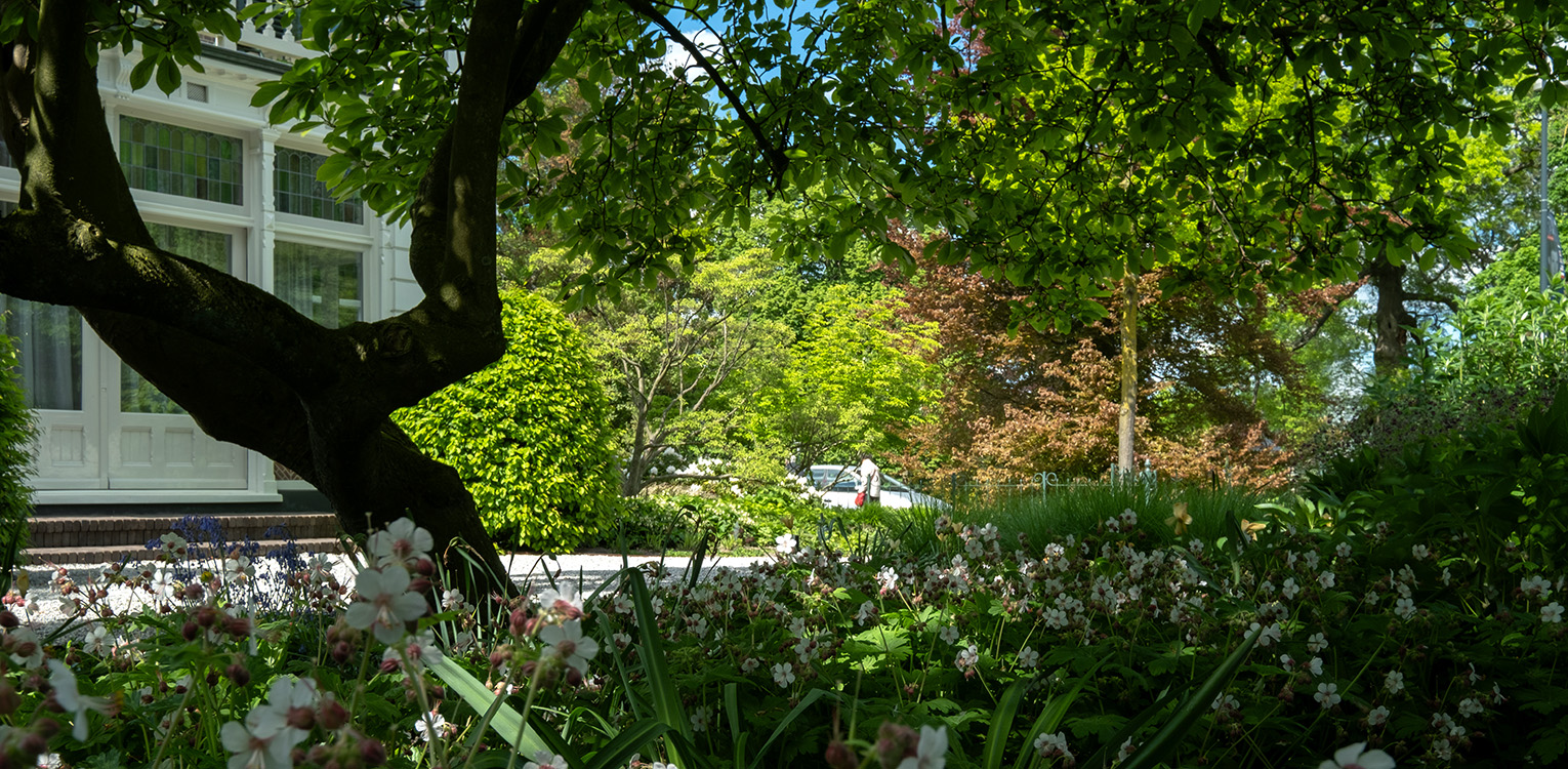tuinontwerp-kantoorvilla-Apeldoorn-magnolia-geranium-denkers-in-tuinen-Apeldoorn-tuinarchitectuur