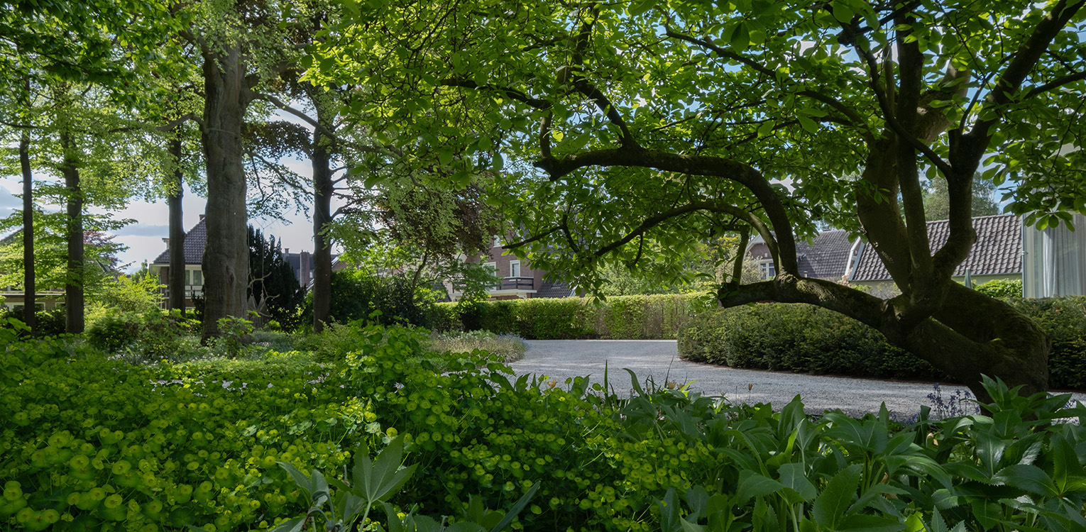 tuinontwerp-kantoorvilla-Apeldoorn-magnolia-taxus-snoeivorm-denkers-in-tuinen-Apeldoorn-tuinarchitectuur