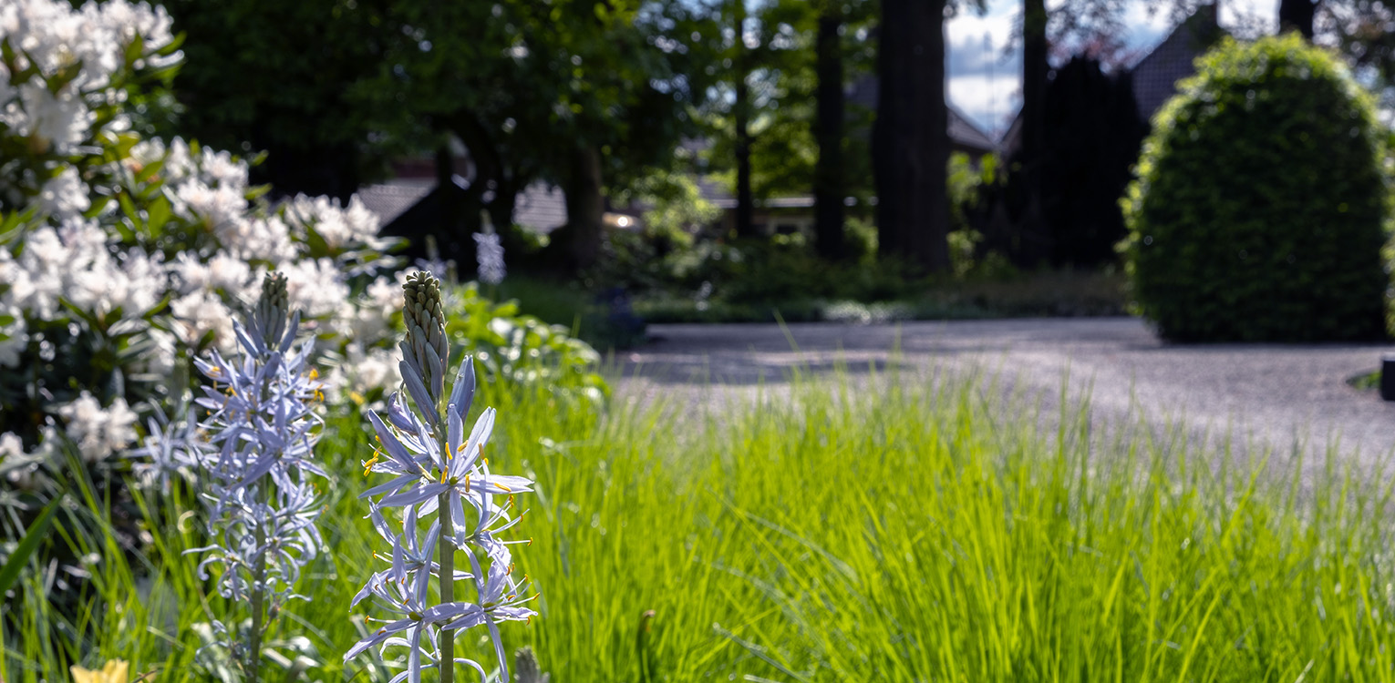 tuinontwerp-kantoorvilla-Apeldoorn-rhododendron-camassia-denkers-in-tuinen-Apeldoorn-tuinarchitectuur