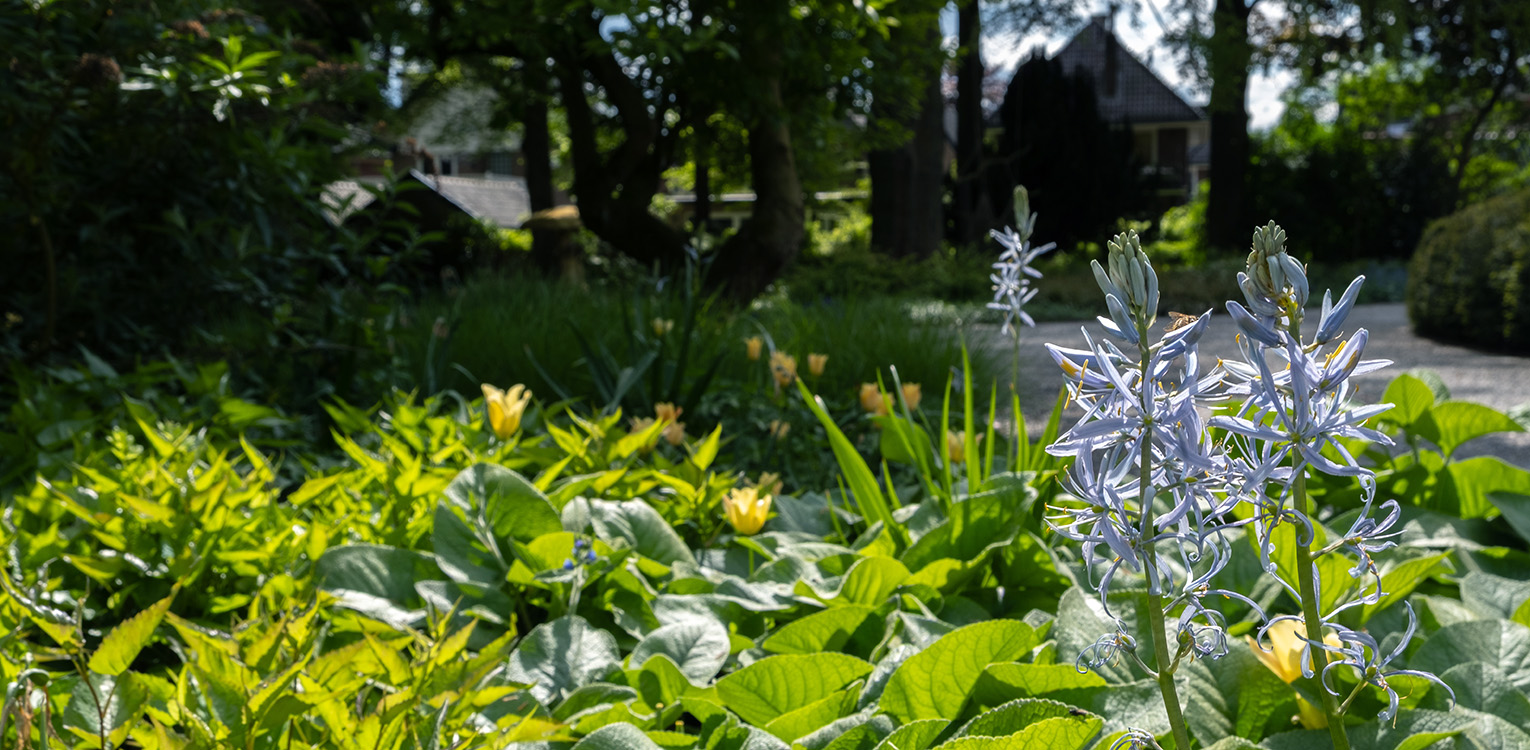 tuinontwerp-kantoorvilla-Apeldoorn-rhododendron-camassia-tulpen-denkers-in-tuinen-Apeldoorn-tuinarchitectuur