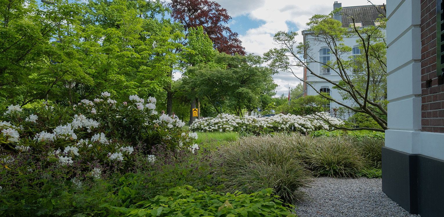 tuinontwerp-kantoorvilla-Apeldoorn-rhododendron-cunninghams-white-2-denkers-in-tuinen-Apeldoorn-tuinarchitectuur