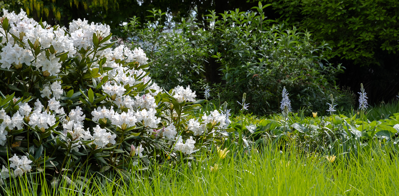 tuinontwerp-kantoorvilla-Apeldoorn-rhododendron-cunninghams-white-camassia-denkers-in-tuinen-Apeldoorn-tuinarchitectuur