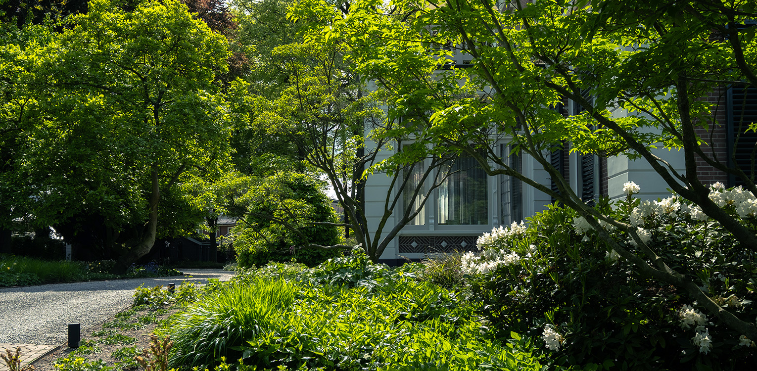tuinontwerp-kantoorvilla-Apeldoorn-rhododendron-cunninghams-white-magnolia-denkers-in-tuinen-Apeldoorn-tuinarchitectuur