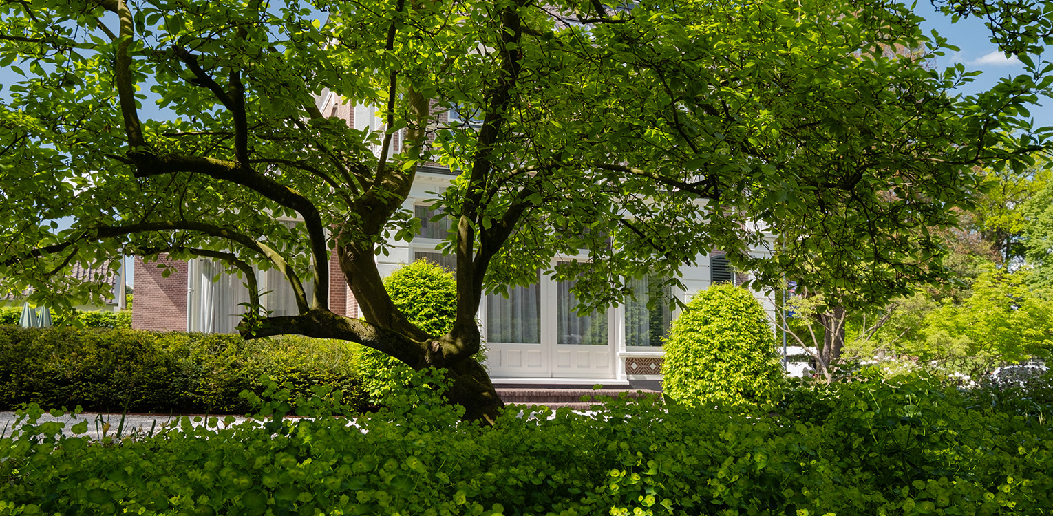 tuinontwerp-kantoorvilla-Apeldoorn-snoeivormen-beukenkorf-magnolia-denkers-in-tuinen-Apeldoorn-tuinarchitectuur
