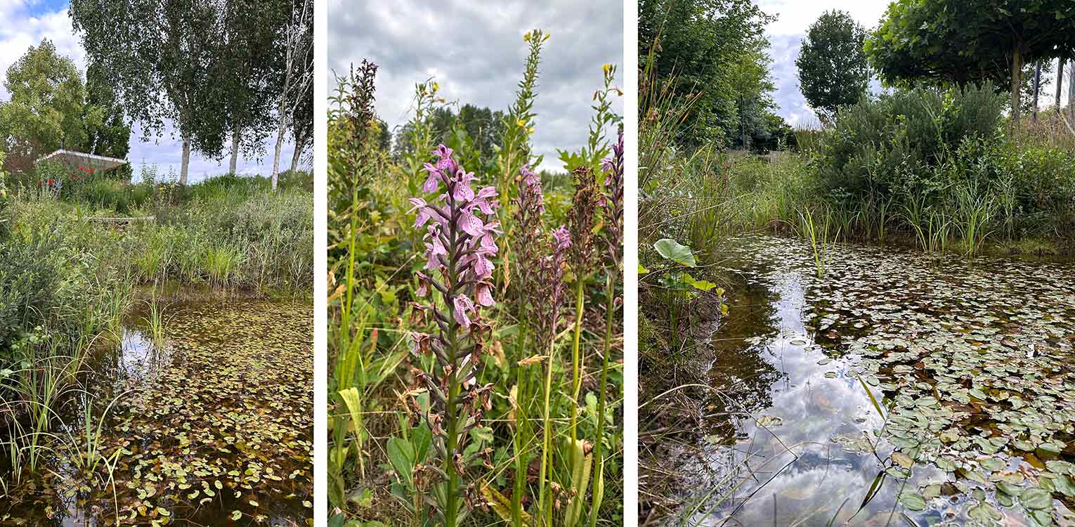 tuinontwerp-landschapstuin-Deventer-oeverbeplanting-poel-denkers-in-tuinen-Apeldoorn-tuinarchitectuur