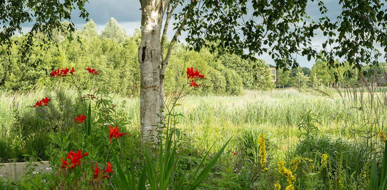 tuinontwerp-landschapstuin-Deventer-zaaimengsel-crocosmia-denkers-in-tuinen-Apeldoorn-tuinarchitectuur