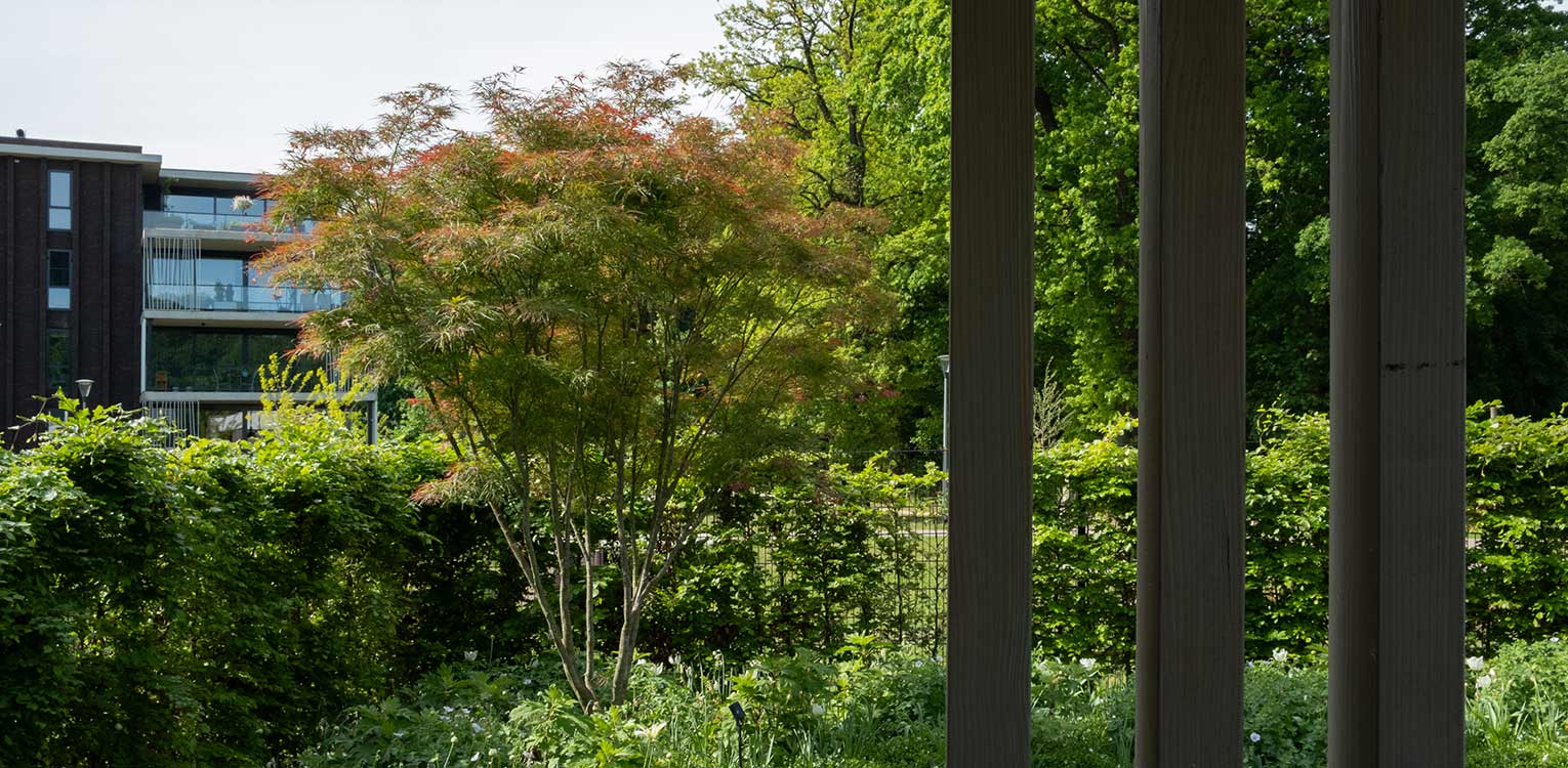 tuinontwerp-stadstuin-Apeldoorn-acer-palmatum-2-denkers-in-tuinen-Apeldoorn-tuinarchitectuur