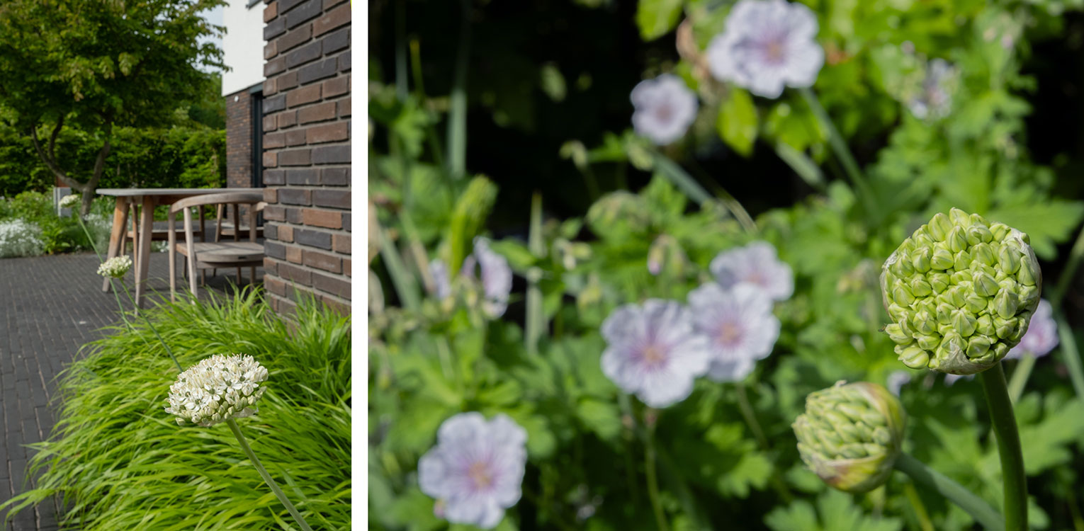 tuinontwerp-stadstuin-Apeldoorn-geranium-allium-denkers-in-tuinen-Apeldoorn-tuinarchitectuur