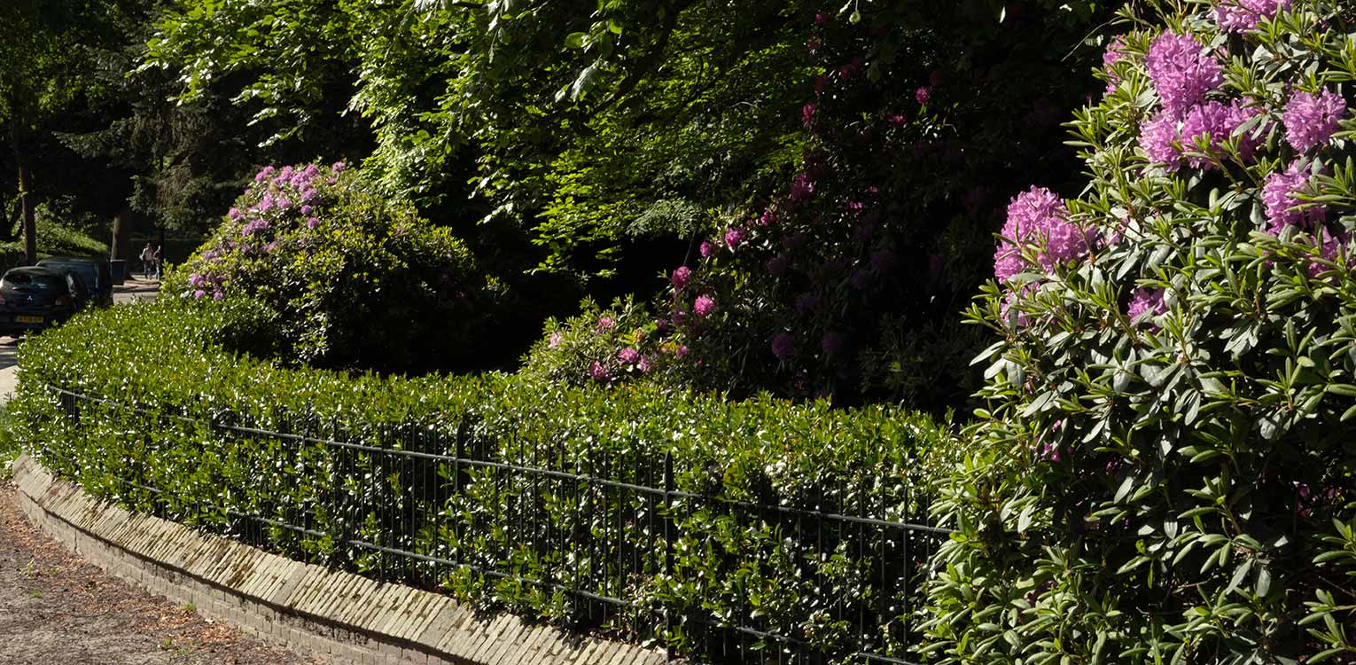 tuinontwerp-stadstuin-Apeldoorn-smeedwerk-hek-rhododendron-catawbiense-denkers-in-tuinen-Apeldoorn-tuinarchitectuur