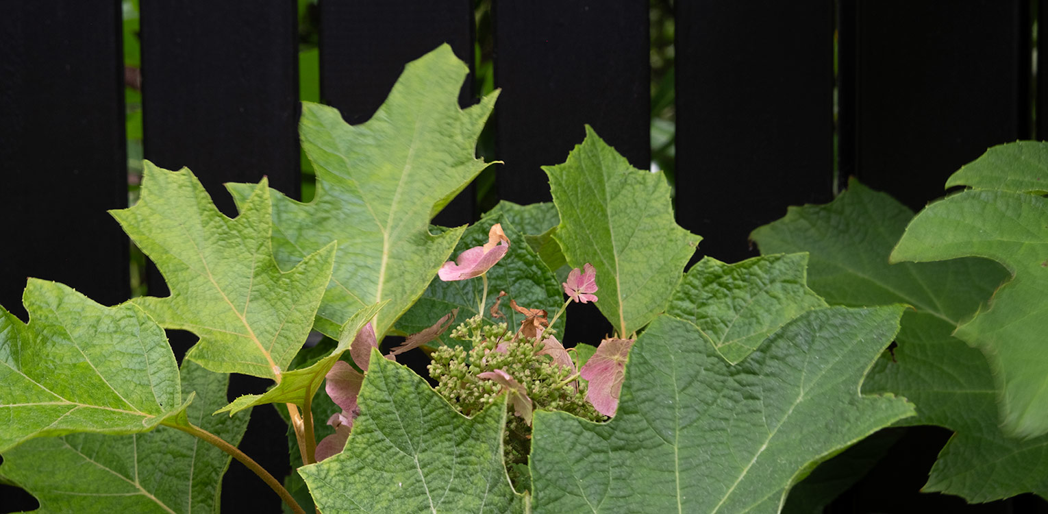 tuinontwerp-stadstuin-Arnhem-Hortensia-quercifolia-denkers-in-tuinen-Apeldoorn-tuinarchitectuur