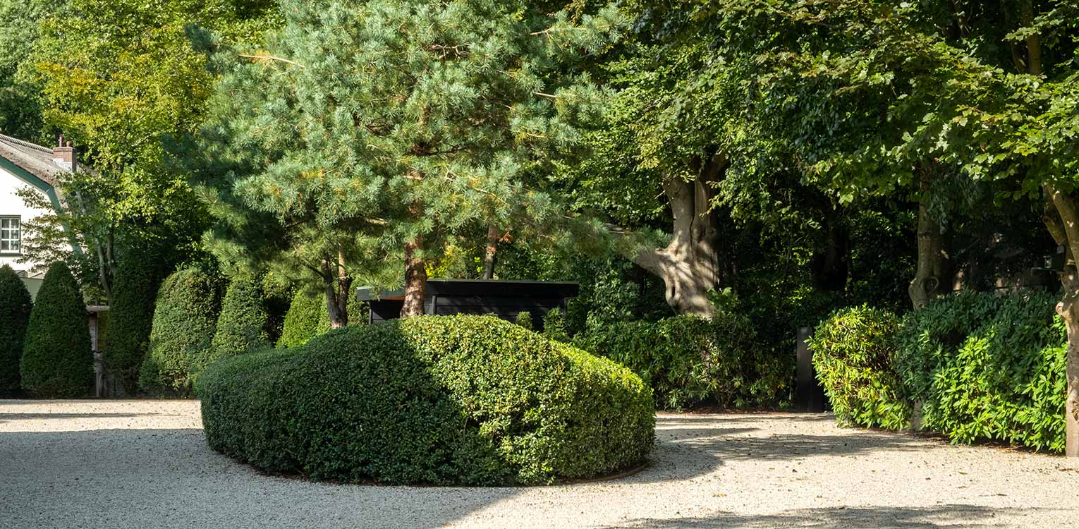 tuinontwerp-villatuin-Aerdenhout-pinus-sylvestris-osmanthus-snoeivorm-2-denkers-in-tuinen-Apeldoorn-tuinarchitectuur