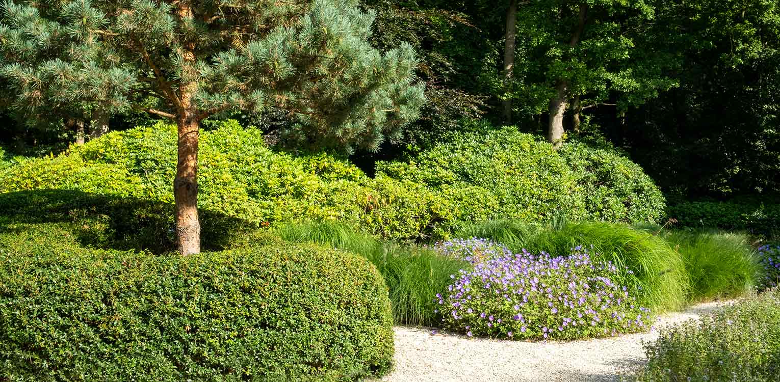 tuinontwerp-villatuin-Aerdenhout-pinus-sylvestris-osmanthus-snoeivorm-denkers-in-tuinen-Apeldoorn-tuinarchitectuur