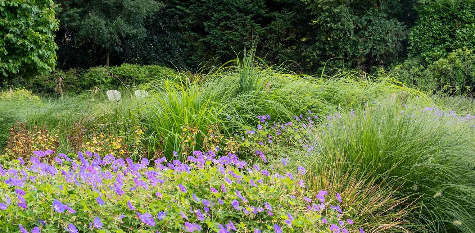 tuinontwerp-villatuin-Aerdenhout-vaste-planten-border-geranium-rozanne-denkers-in-tuinen-Apeldoorn-tuinarchitectuur