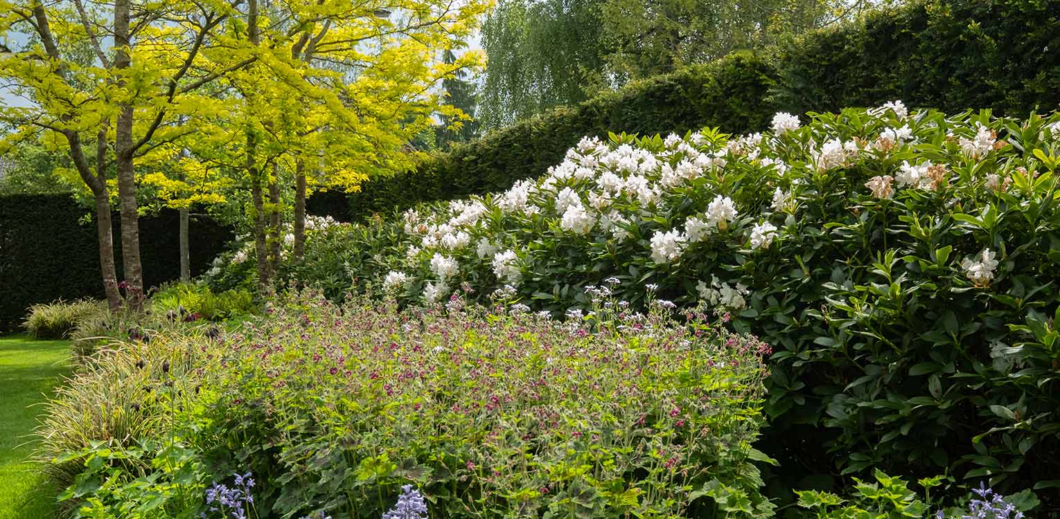 tuinontwerp-villatuin-Doetinchem-Gleditsia-sunburst-rhodowolk-denkers-in-tuinen-Apeldoorn-tuinarchitectuur