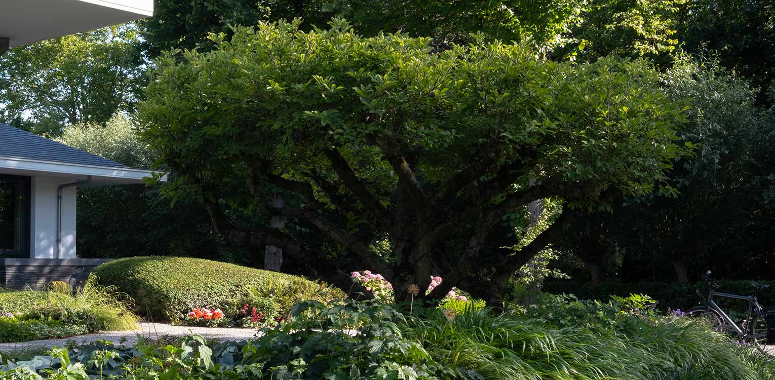 tuinontwerp-villatuin-Westland-Magnolia-solitair-denkers-in-tuinen-Apeldoorn-tuinarchitectuur