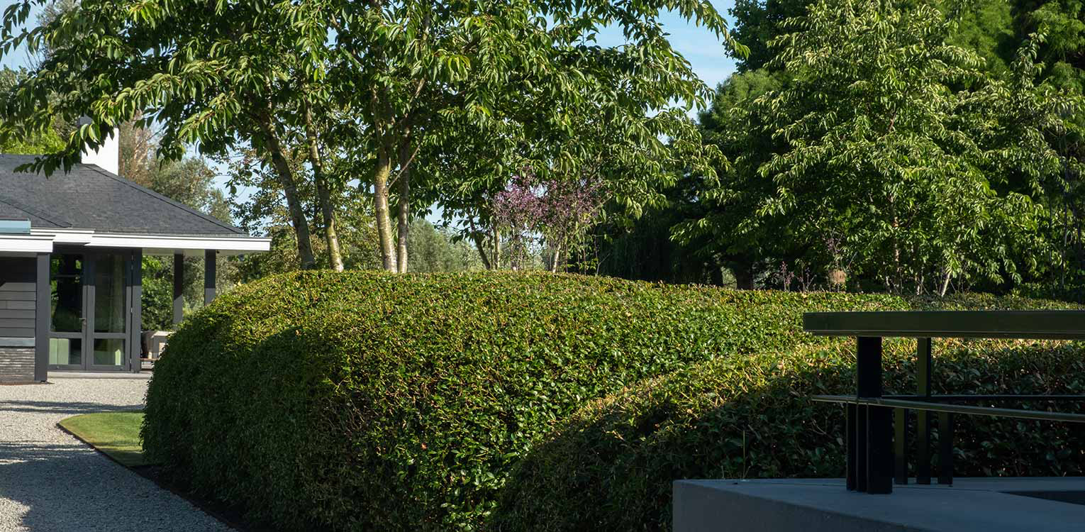 tuinontwerp-villatuin-Westland-Osmathus-snoeivorm-2-denkers-in-tuinen-Apeldoorn-tuinarchitectuur