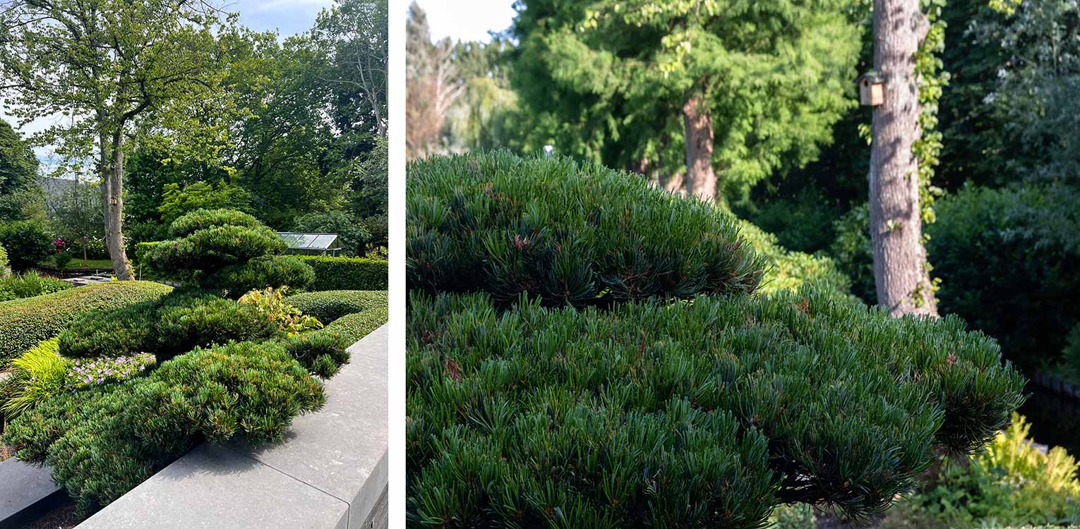 tuinontwerp-villatuin-Westland-Osmathus-snoeivorm-Pinus-bonsai-2-denkers-in-tuinen-Apeldoorn-tuinarchitectuur