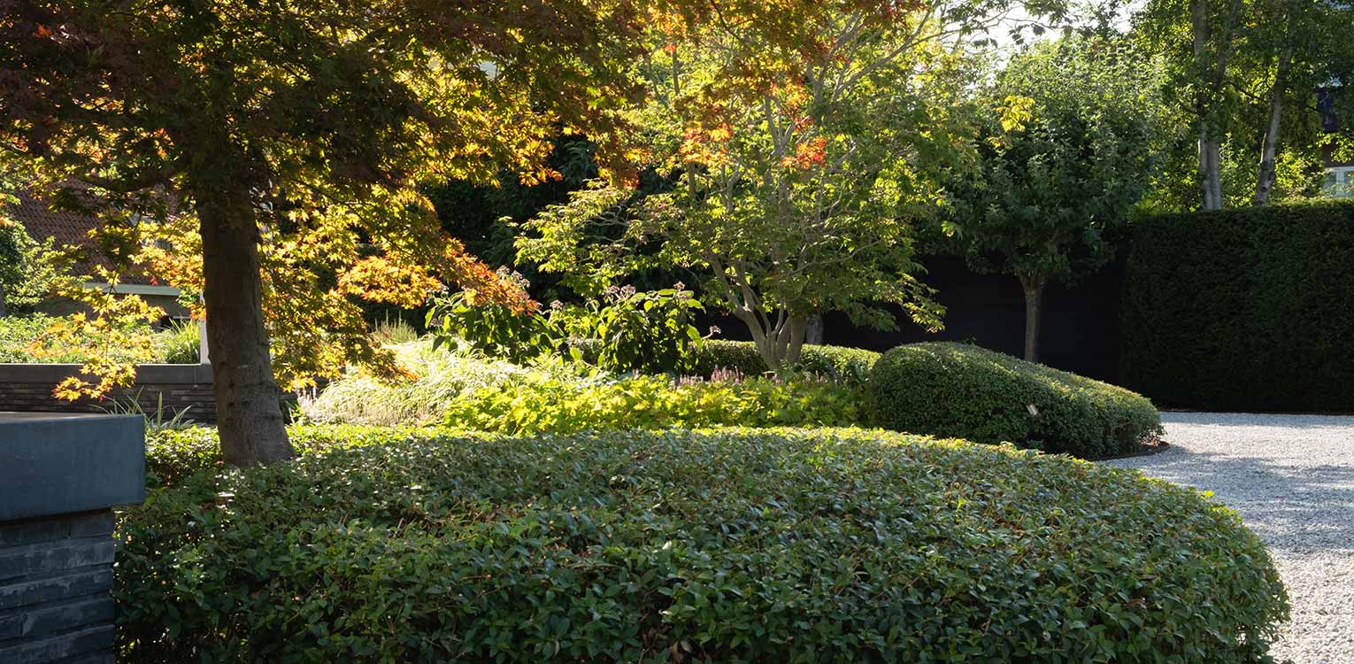 tuinontwerp-villatuin-Westland-Osmathus-snoeivorm-denkers-in-tuinen-Apeldoorn-tuinarchitectuur