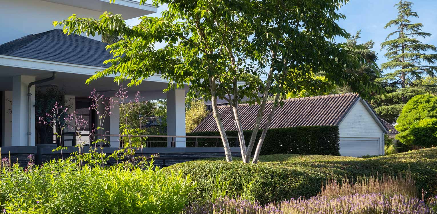 tuinontwerp-villatuin-Westland-Prunus-yedoensisi-denkers-in-tuinen-Apeldoorn-tuinarchitectuur