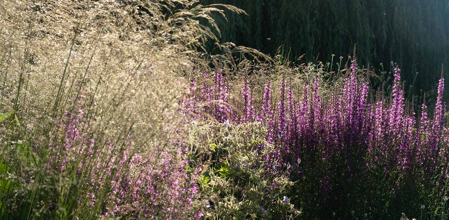 tuinontwerp-villatuin-Westland-borderbeplanting-denkers-in-tuinen-Apeldoorn-tuinarchitectuur