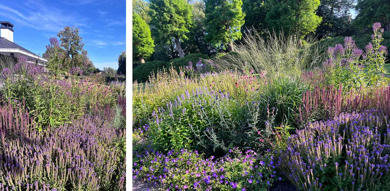 tuinontwerp-villatuin-Westland-borderbeplanting-vaste-planten-border-denkers-in-tuinen-Apeldoorn-tuinarchitectuur