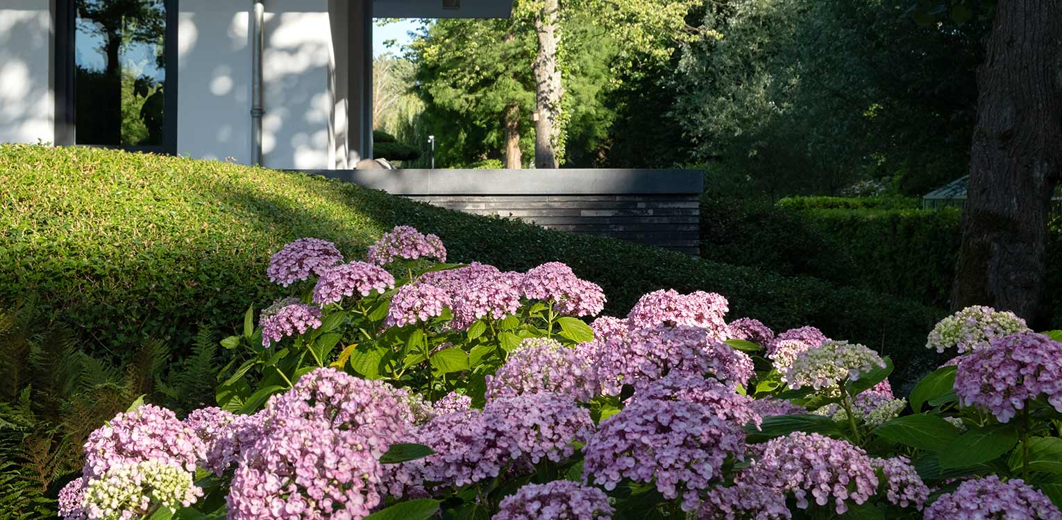 tuinontwerp-villatuin-Westland-hortensia-Osmanthus-snoeivorm-denkers-in-tuinen-Apeldoorn-tuinarchitectuur