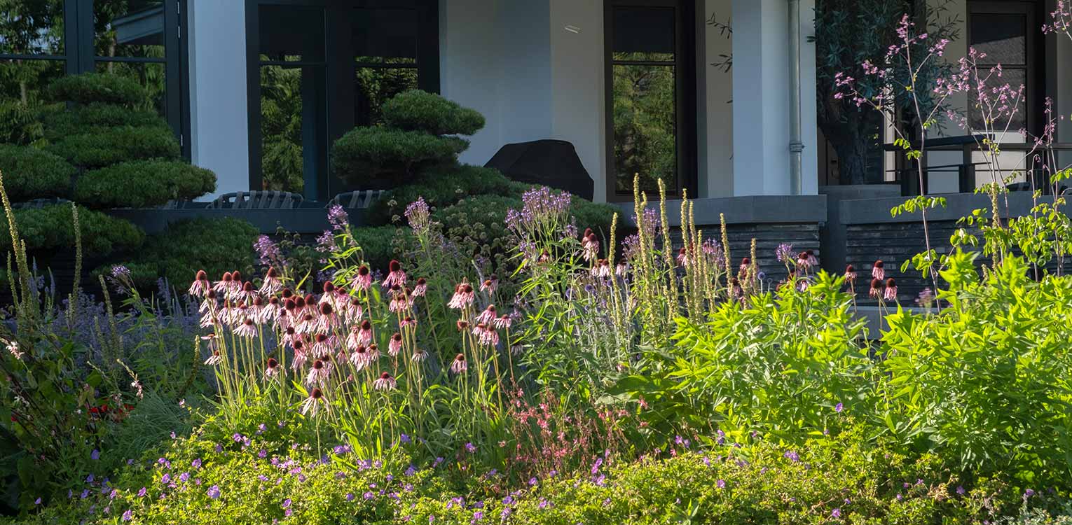 tuinontwerp-villatuin-Westland-vaste-planten-border-Pinus-bonsai-denkers-in-tuinen-Apeldoorn-tuinarchitectuur