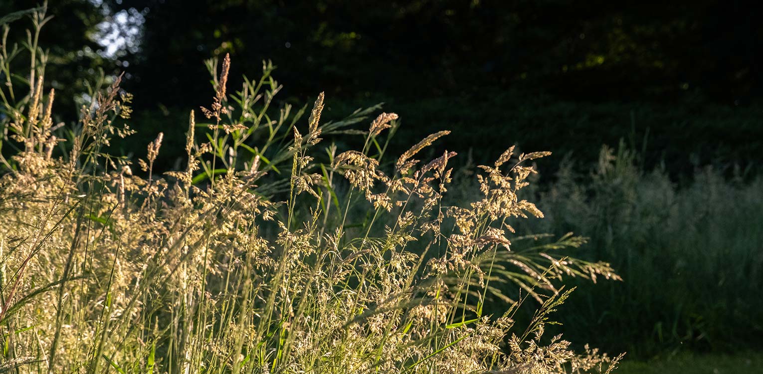 tuinontwerp-villatuin-buitengebied-Hoog-Soeren-zaaimengsel-2-denkers-in-tuinen-Apeldoorn-tuinarchitectuur
