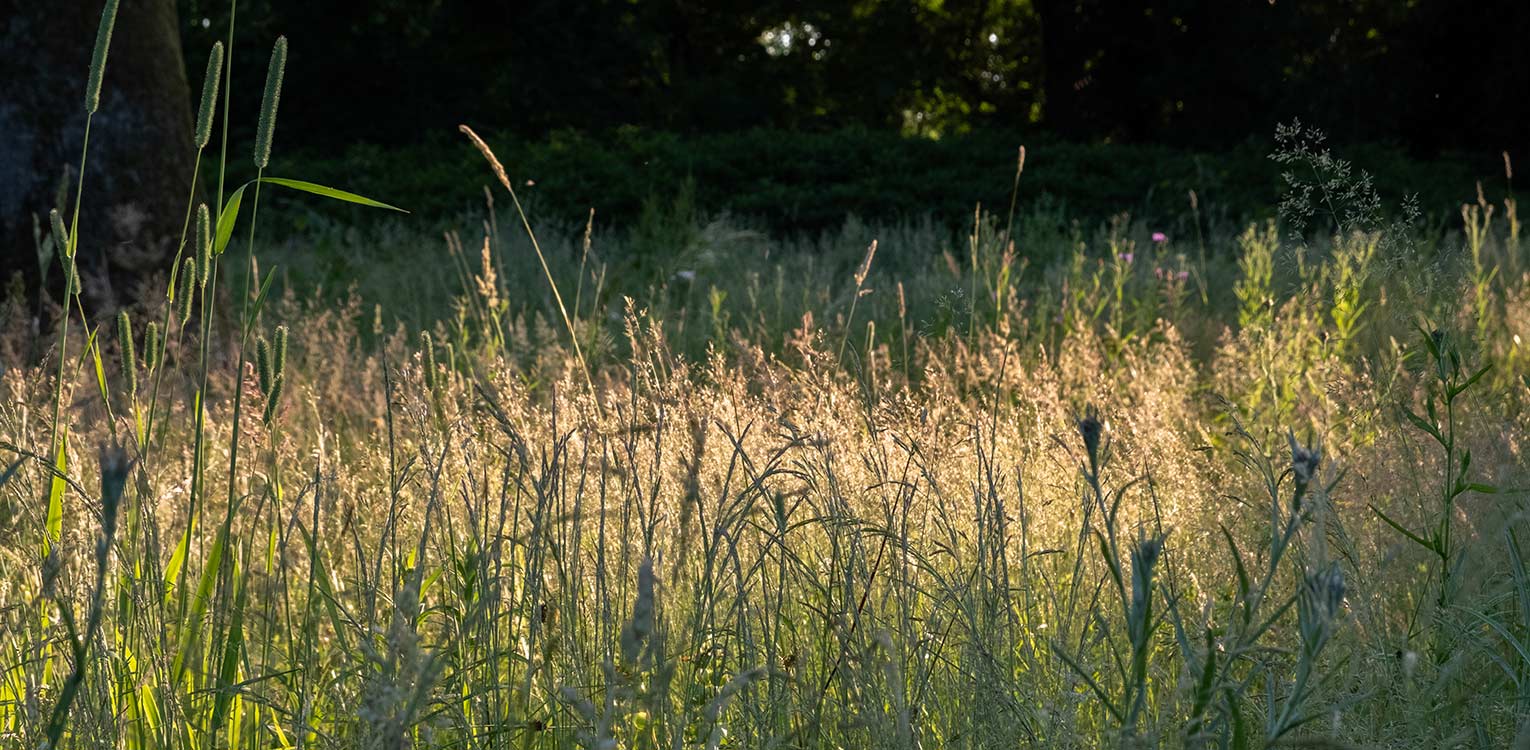 tuinontwerp-villatuin-buitengebied-Hoog-Soeren-zaaimengsel-denkers-in-tuinen-Apeldoorn-tuinarchitectuur