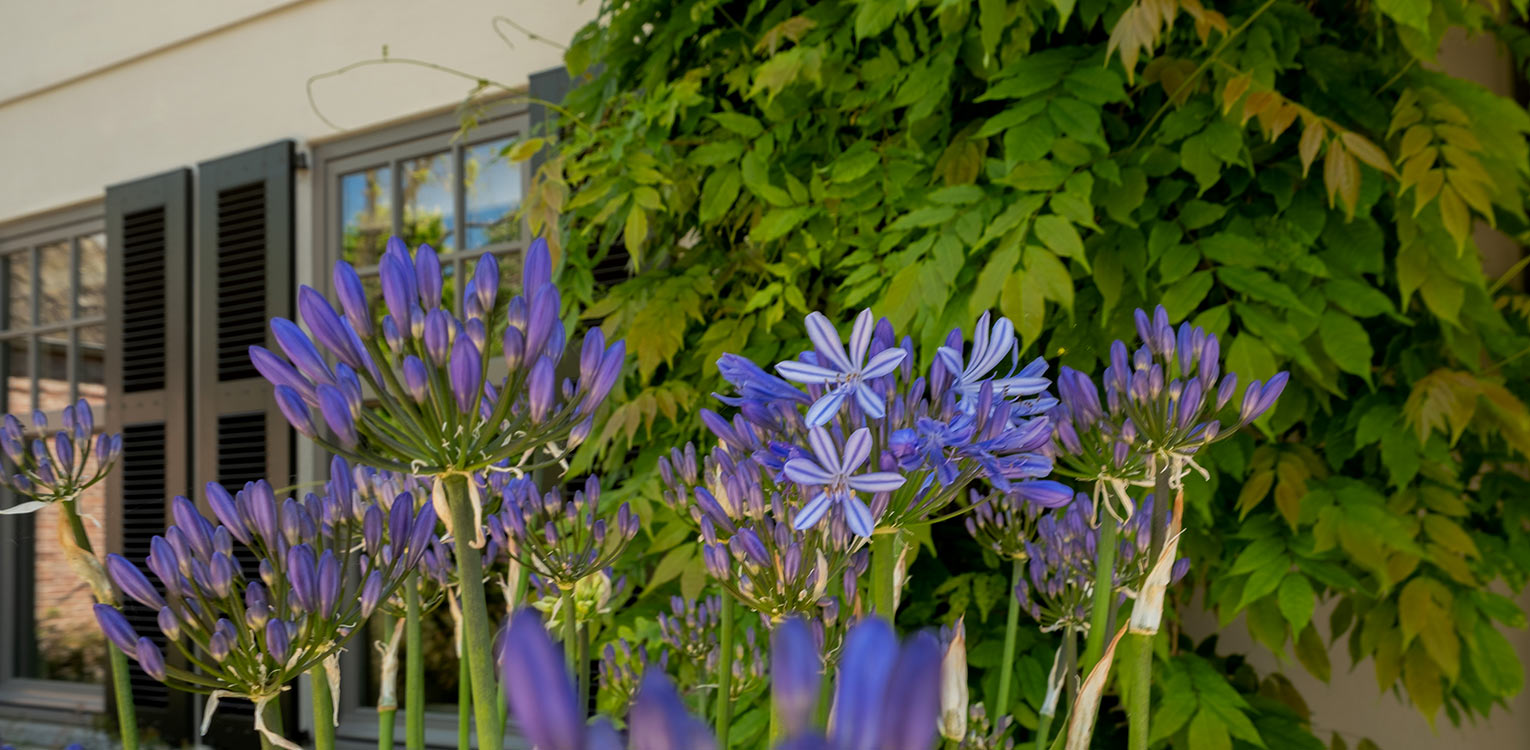 tuinontwerp-villatuin-vechtstreek-agapanthus-snoeivorm-denkers-in-tuinen-Apeldoorn-tuinarchitectuur