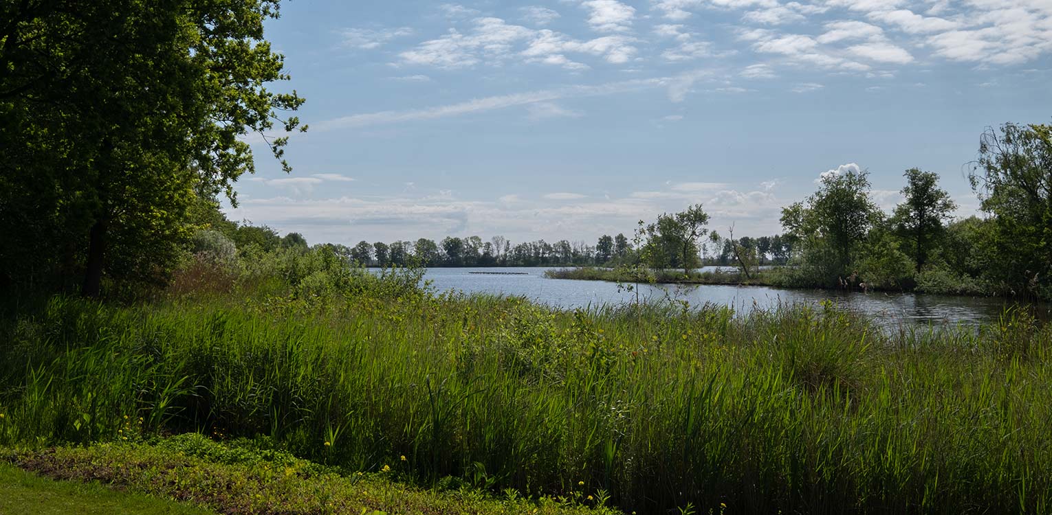 tuinontwerp-villatuin-vechtstreek-oeverbeplanting-riet-denkers-in-tuinen-Apeldoorn-tuinarchitectuur