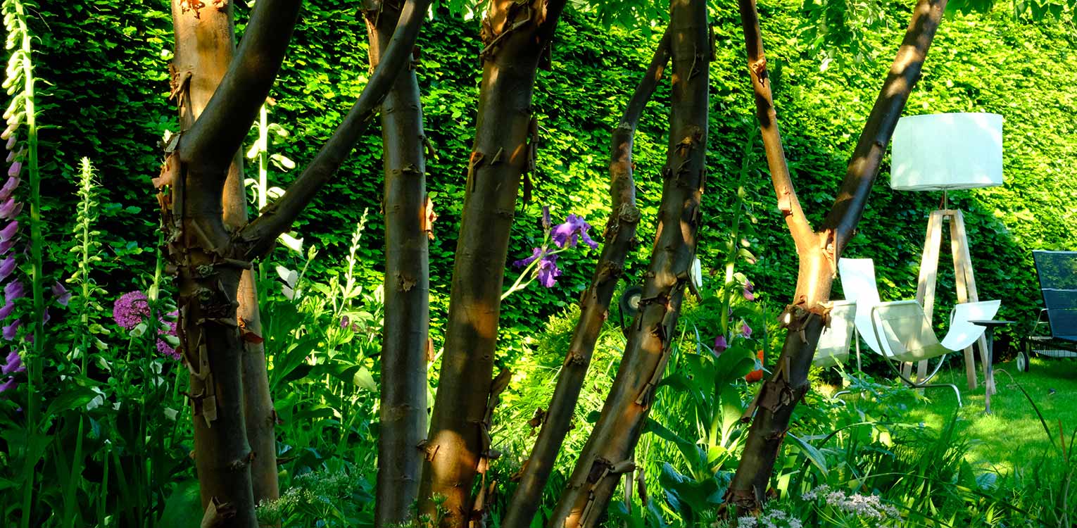 tuinarchitectuur-stadstuin-Apeldoorn-acer-griseum-Denkers-in-Tuinen