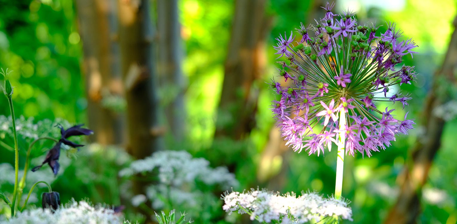 tuinarchitectuur-stadstuin-Apeldoorn-allium-Denkers-in-Tuinen