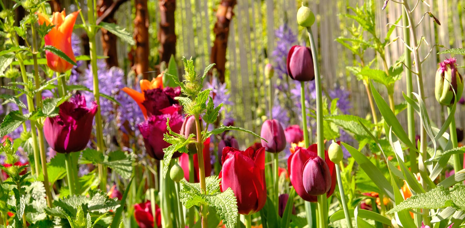 tuinarchitectuur-stadstuin-Apeldoorn-tulpen-Denkers-in-Tuinen