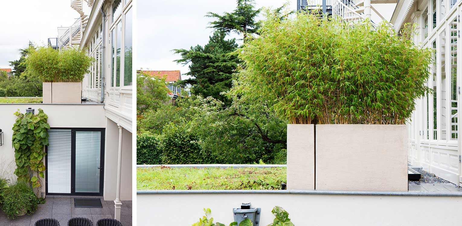 tuinontwerp-stadstuin-Westen-bamboe-sedumdak-denkers-in-tuinen-Apeldoorn-tuinarchitectuur