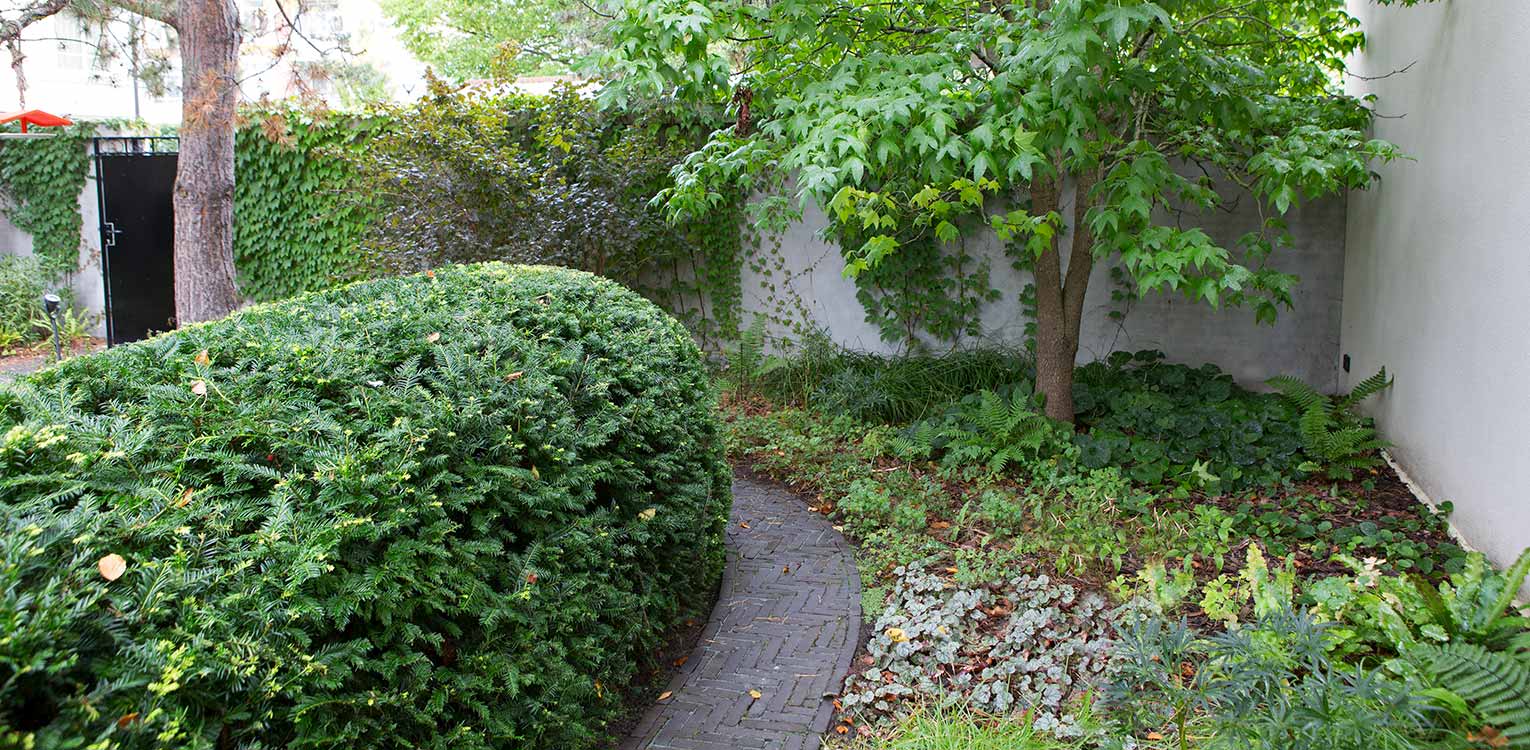 tuinontwerp-stadstuin-Westen-rondgesnoeide-taxushaag-5-denkers-in-tuinen-Apeldoorn-tuinarchitectuur